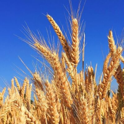 China aprueba la producción y comercialización de trigo modificado genéticamente (GMO).