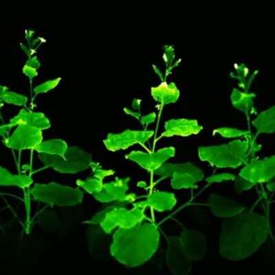Llegan las plantas ornamentales BIOLUMINISCENTES.