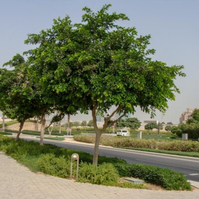 Pongamia. El árbol de las proteínas del futuro… (y el biocombustible).