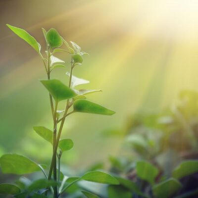 La proteína más abundante, sostenible y completa del mundo… Rubisco.