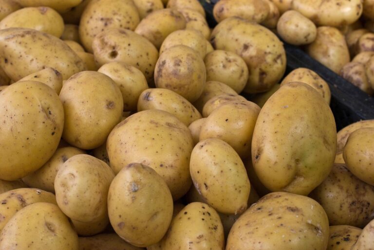 Llegan las patatas con un alto contenido en caseína gracias a la agricultura molecular.