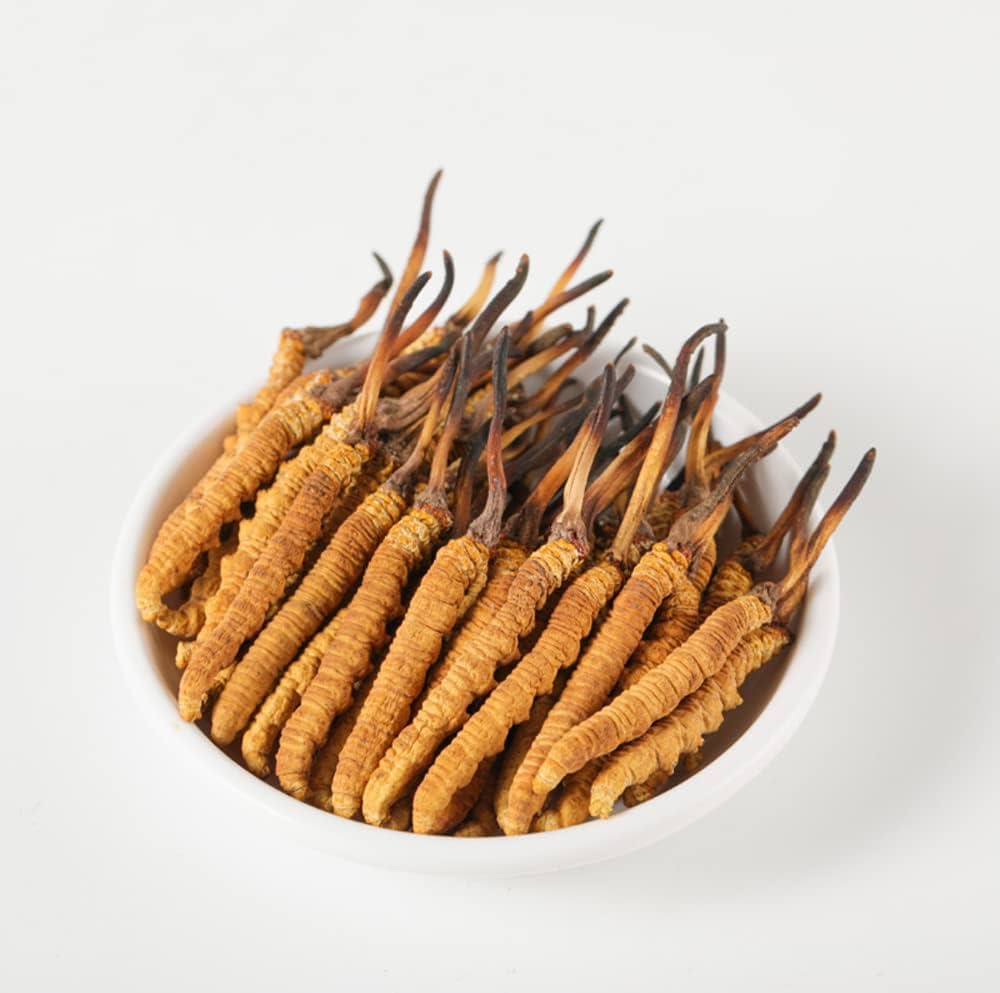 En este momento estás viendo Conoce el Cordyceps… o el hongo milagroso.