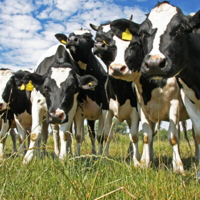 Jeff Bezos quiere acabar con los pedos de las vacas… la solución, una vacuna.