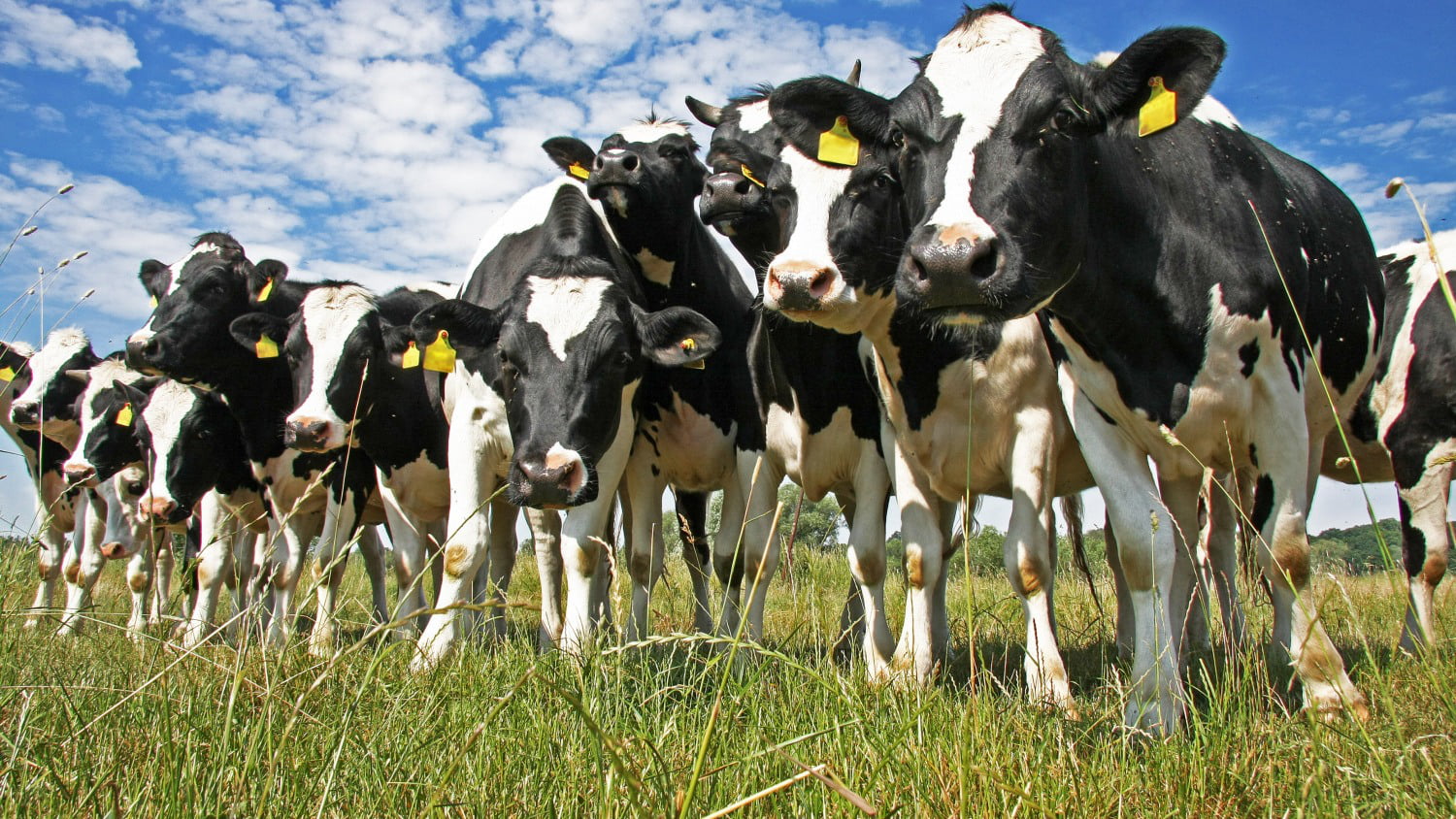 En este momento estás viendo Jeff Bezos quiere acabar con los pedos de las vacas… la solución, una vacuna.