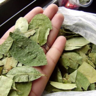 Reducir el contenido de azúcar en las bebidas… con hojas de coca.