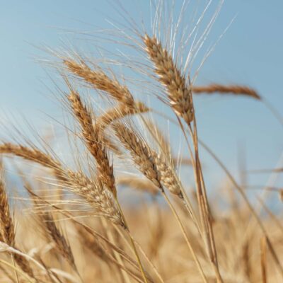 Conoce el Tritordeum, el cereal más versátil del mundo… y su desarrollo es español.
