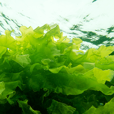 Llegan las hamburguesas de… lechuga de mar.