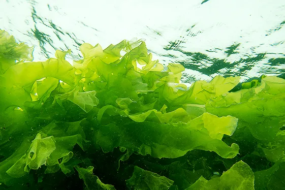 Alga lechuga de mar