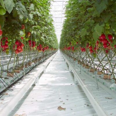 ¿Producir más tomates en menor espacio?… Sí gracias a la edición genética y al cultivo vertical.