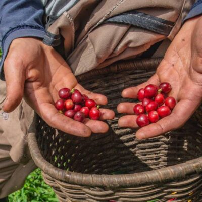 Café Arábica o Robusta… Ahora también, Eugenioides.