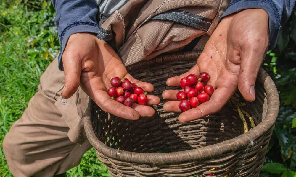 Nueva variedad de café Eugenioides además de la Arábica y la Robusta