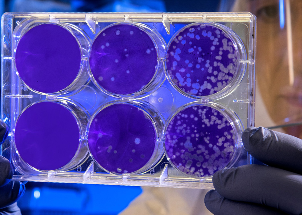 En este momento estás viendo Cultivo celular marino y en polvo… alimentando al mundo desde Portugal.