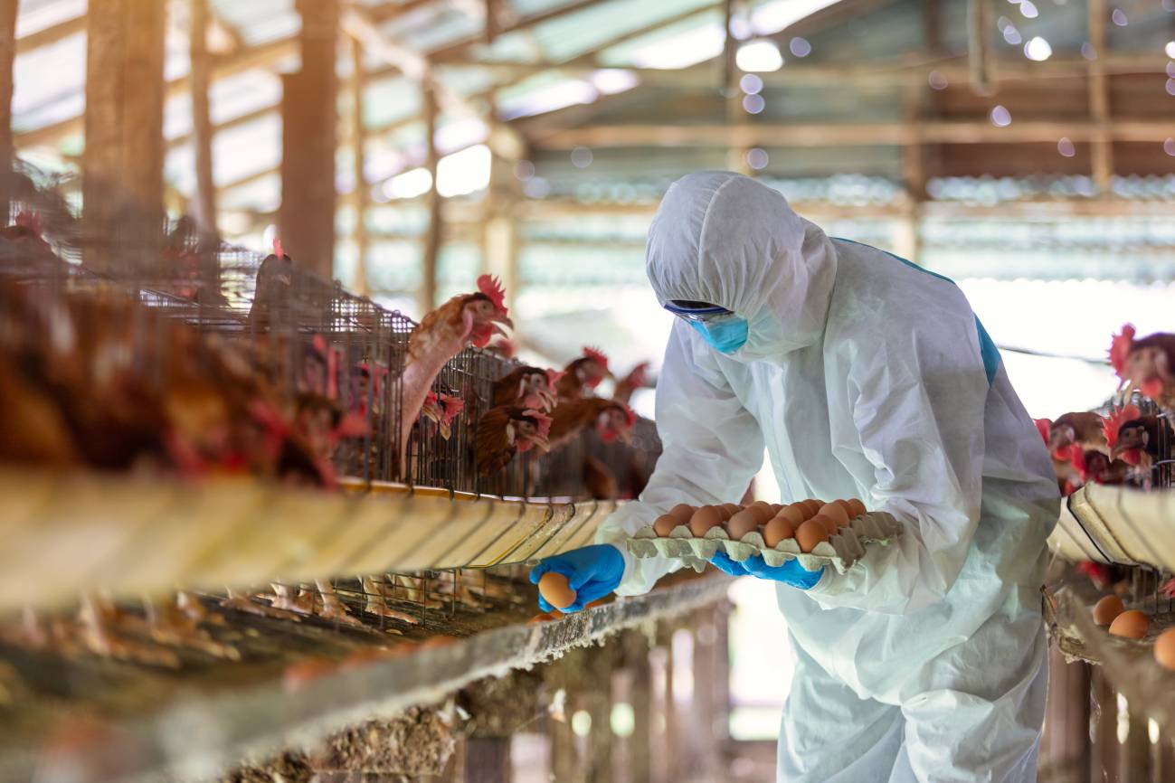 En este momento estás viendo La seguridad alimentaria… Un sistema sólido pero no irrompible.