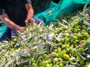 Lee más sobre el artículo PepsiCo lanza un programa de apoyo al sector olivarero español.