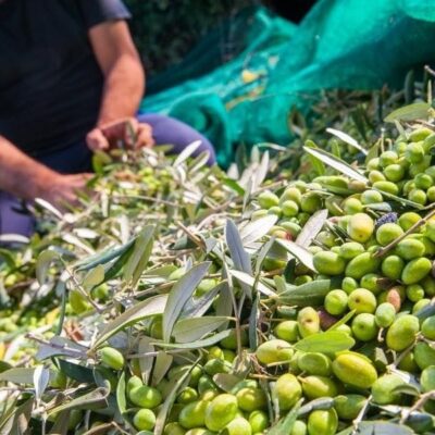 PepsiCo lanza un programa de apoyo al sector olivarero español.
