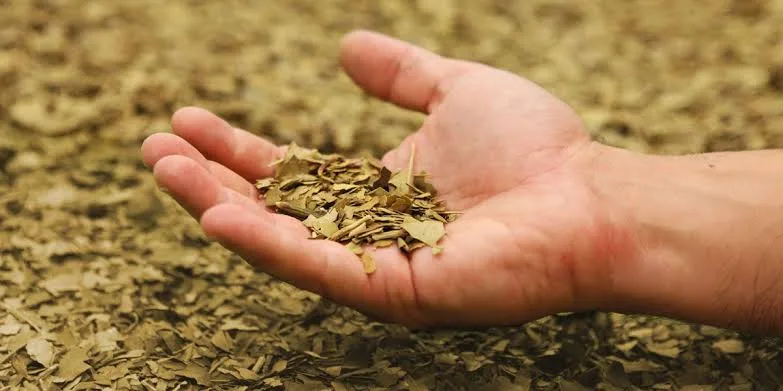 Las bebidas de yerba mate no convencen en el mercado español a pesar de sus beneficios funcionales y cognitivos.