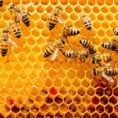 Abejas para medir la contaminación medio ambiental.