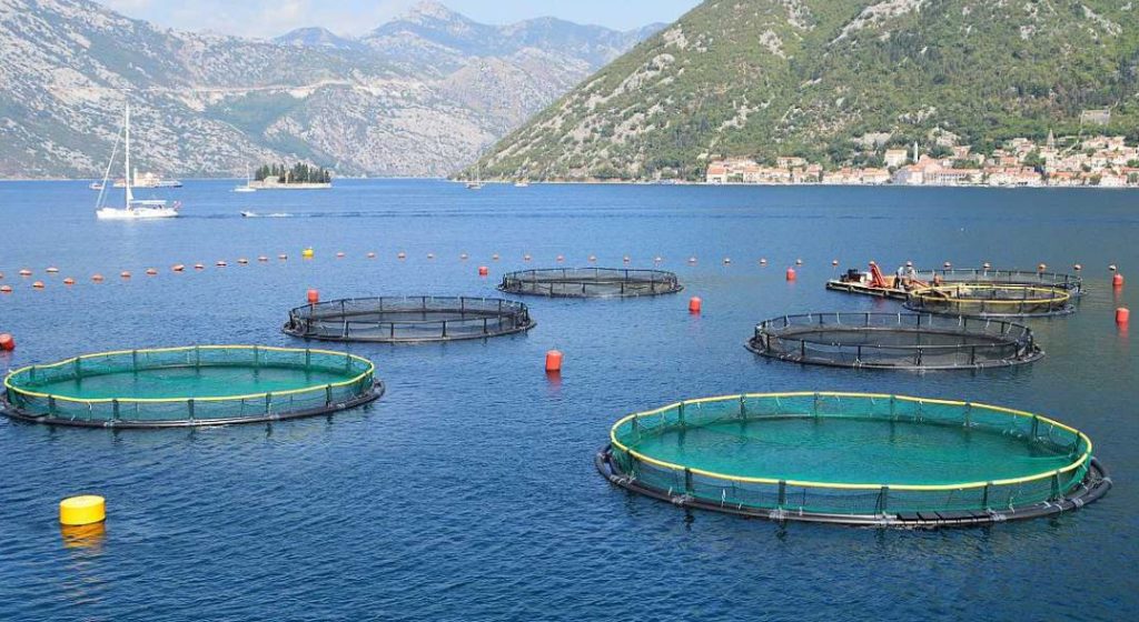 En este momento estás viendo Satélites e IA al servicio de la acuicultura.
