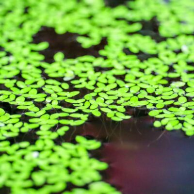 La lenteja de agua «fábrica» de proteína.