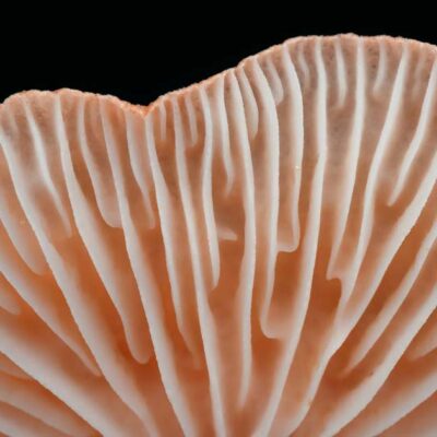 Hongos en la industria F&B… ¿realidad o tendencia?