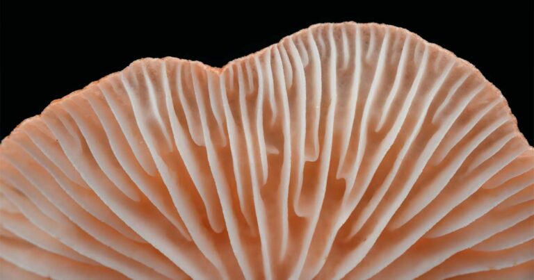 El uso de hongos en el sector alimentos y bebidas está generalizado pero tiene que mejorar.