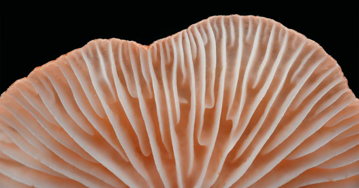 En este momento estás viendo Hongos en la industria F&B… ¿realidad o tendencia?