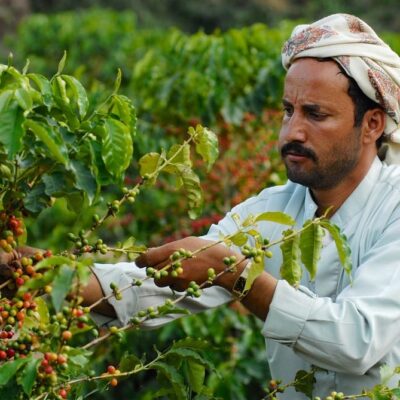 El renacer del café de Yemen.