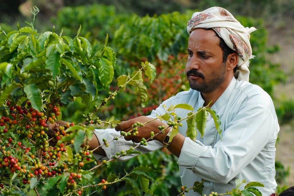 En este momento estás viendo El renacer del café de Yemen.