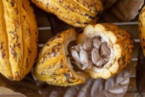 Lee más sobre el artículo Del cacao se aprovecha… hasta los andares.