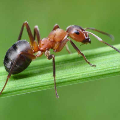 El arma secreta de la naturaleza para combatir el cambio climático… las hormigas.