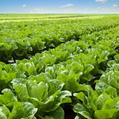El futuro de la carne vegetal está en las… lechugas.