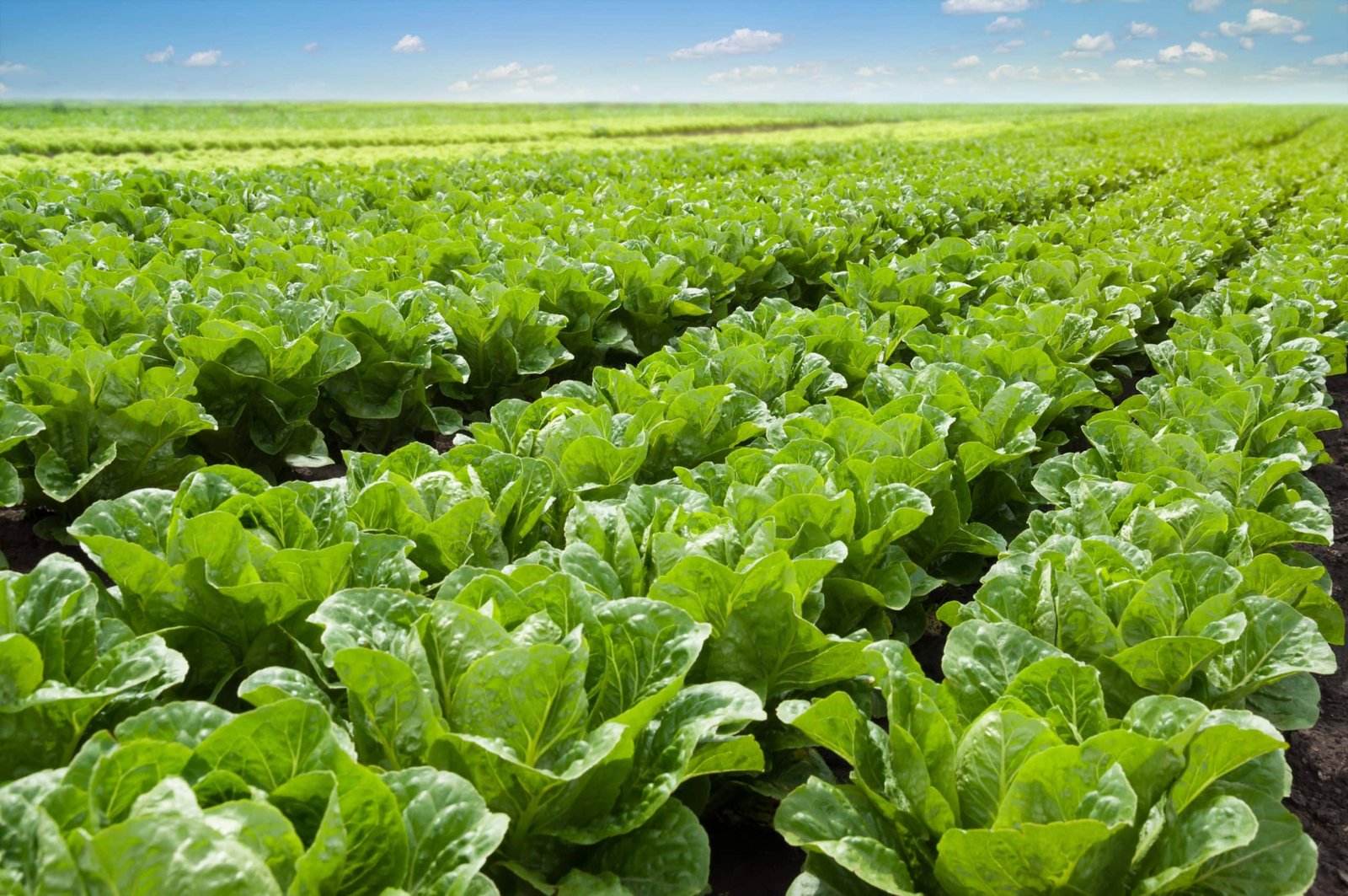 Cultivos como el de la lechuga o el tabaco pueden producir ingredientes esenciales para la industria plant based.
