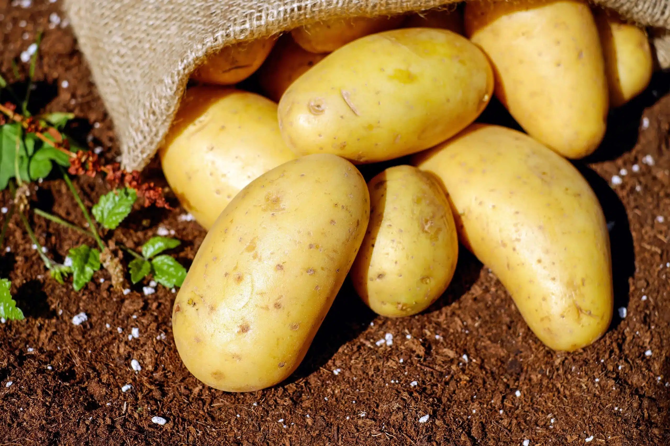 Un estudio de una universidad norteamericana determina que el consumo de patatas puede haber modificado nuestro ADN