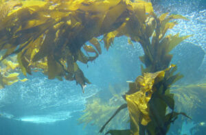 Lee más sobre el artículo Llegan los prebióticos que proceden de… algas.