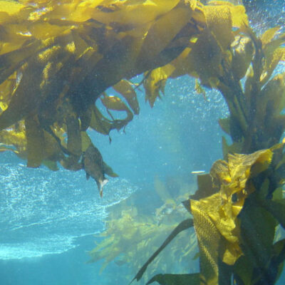 Llegan los prebióticos que proceden de… algas.