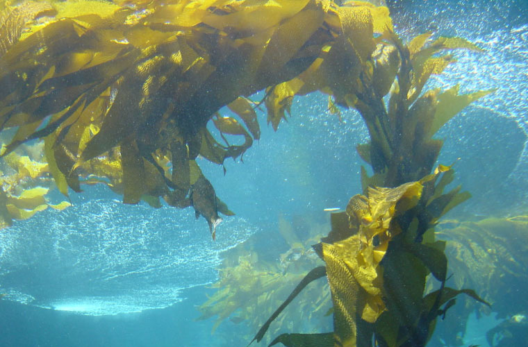 En este momento estás viendo Llegan los prebióticos que proceden de… algas.