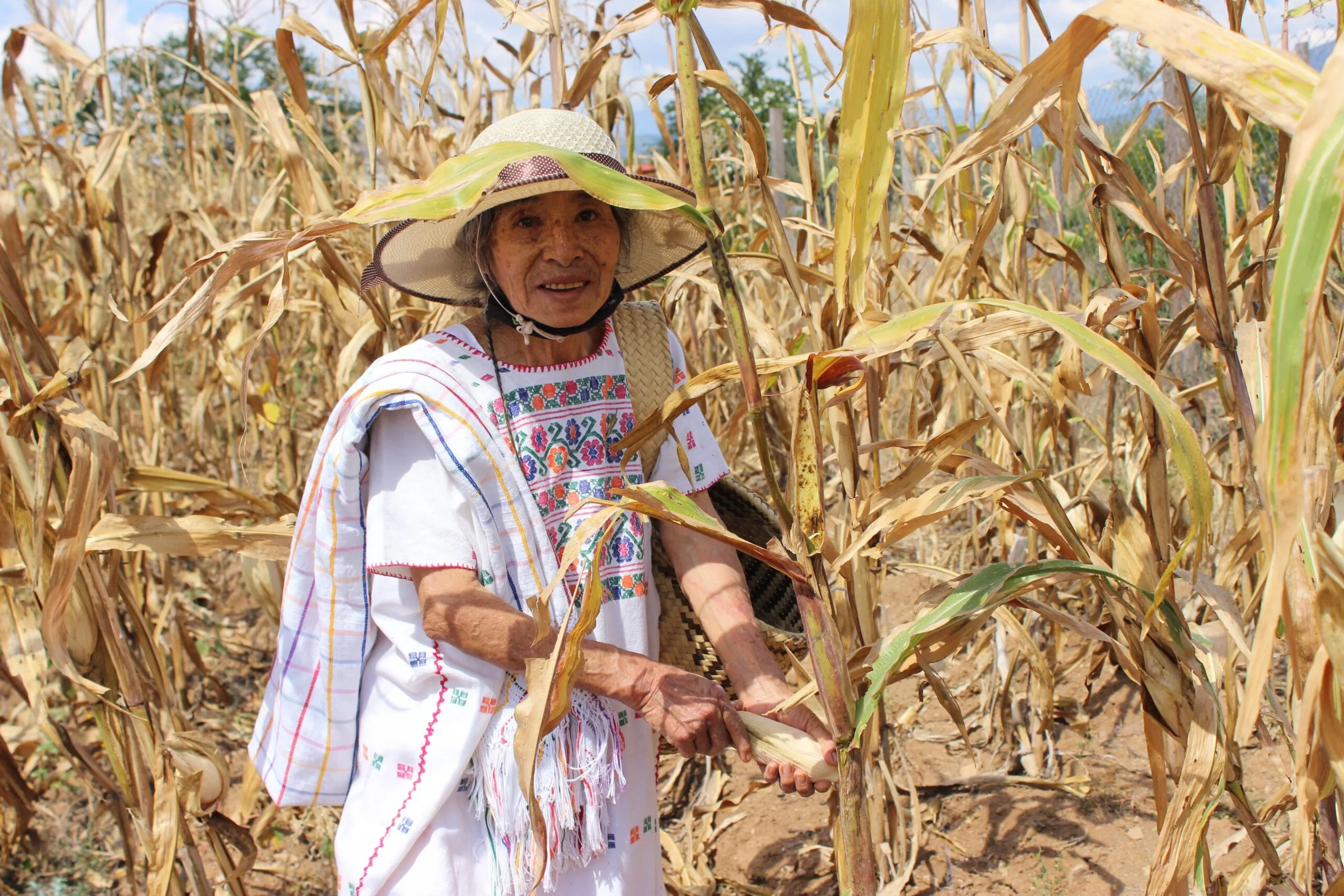 La milpa mexicana es una técnica milenaria de cultivo y una dieta nutritiva.