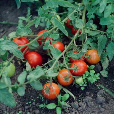 Las hojas del tomate… fuente natural de proteína.
