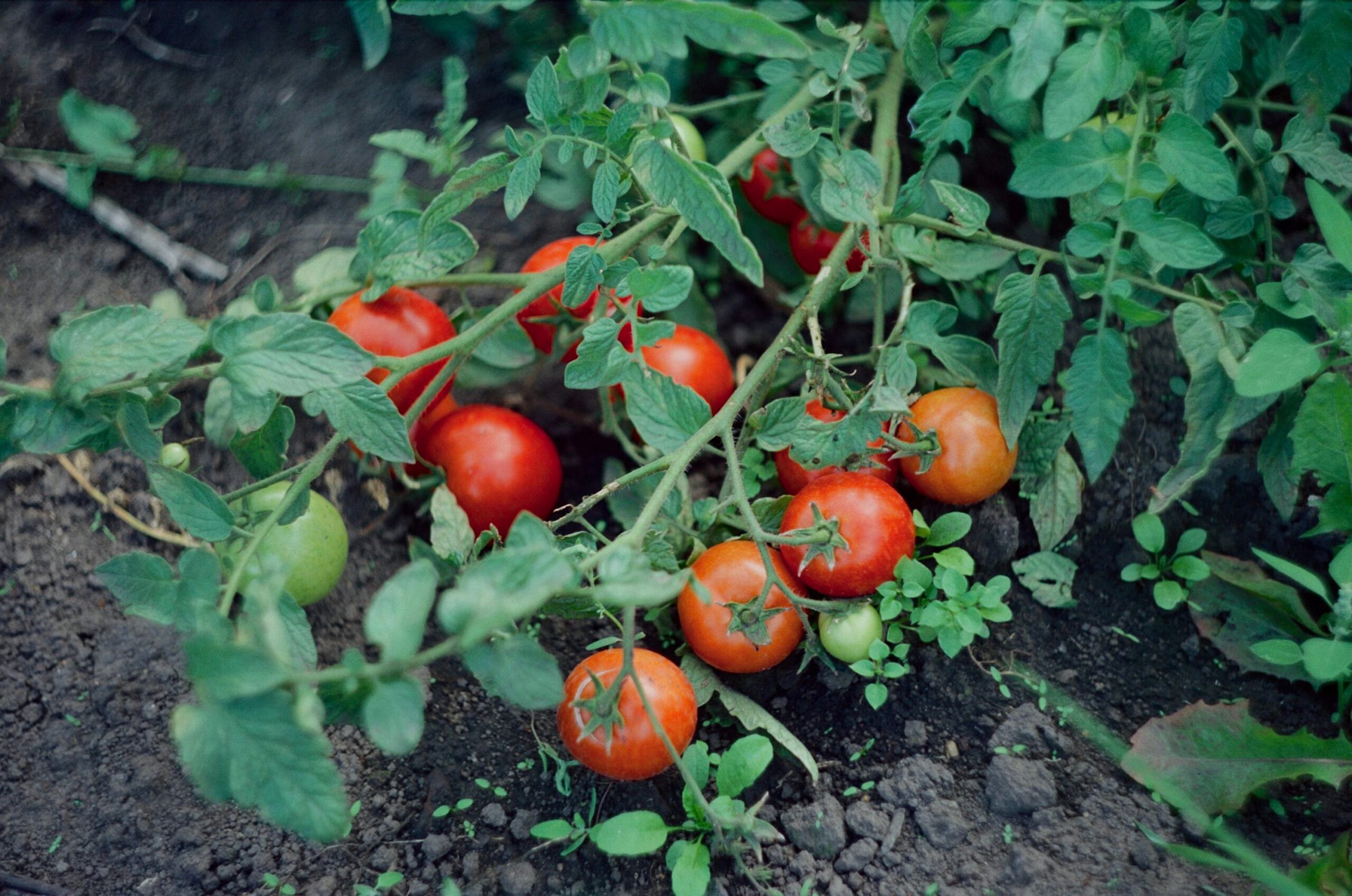 En este momento estás viendo Las hojas del tomate… fuente natural de proteína.